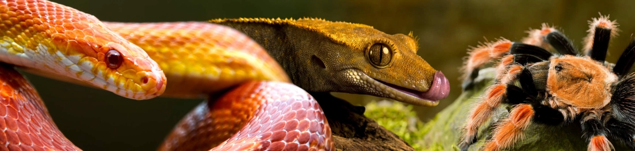 casi di studio sui benefici delle PCB LED UV per rettili domestici